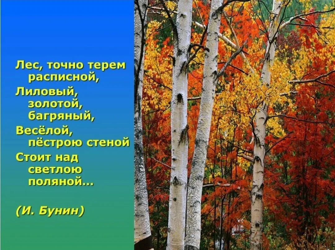 Листочно Терем расписной лиловый золотой багряный. Бунин лес багряный золотой. Осенний лес точно Терем расписной. Лес точно Терем расписной лиловый золотой багряный весёлой пёстрою. Стихотворение бунина береза