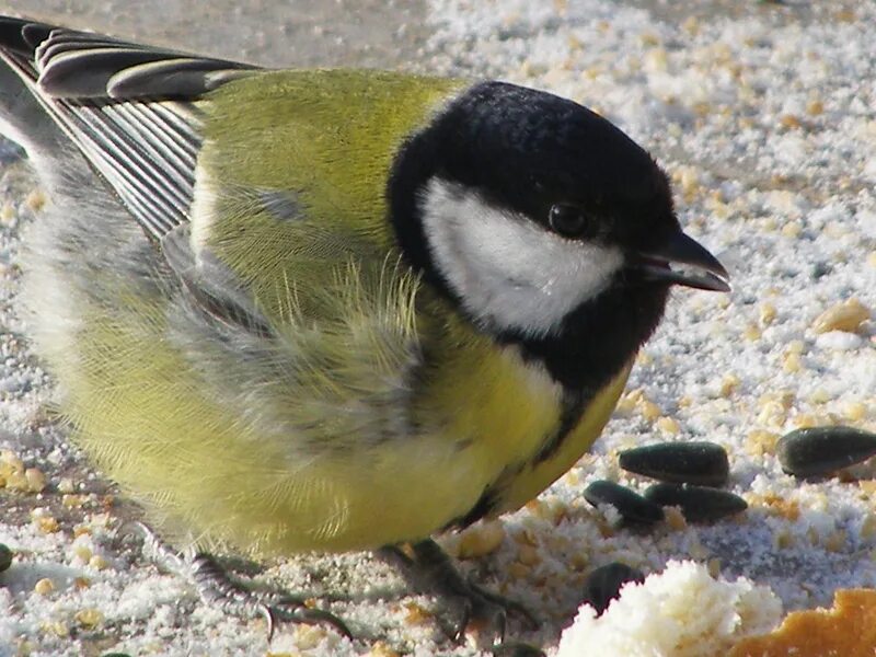 Синица хохлатая птица. Желтогрудка. Зимующая птица с желтой грудкой. Желтоспинный снегирь фото. Желтогрудый снегирь.