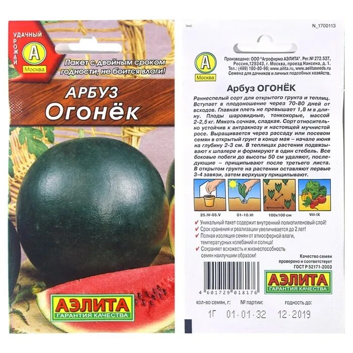 Рассада арбуза огонек. Сорт арбуза огонек. Арбуз огонек в теплице. Семена Арбуз огонек.