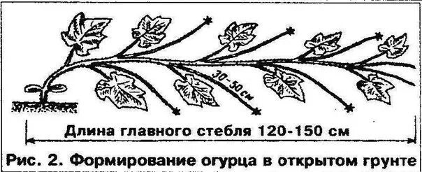 Формировка тыквы в открытом грунте схема. Формировка огурцов в открытом грунте схема. прищипывать огурцы схема. схема прищипывания огурца. ослепление огурцов в открытом грунте схема.