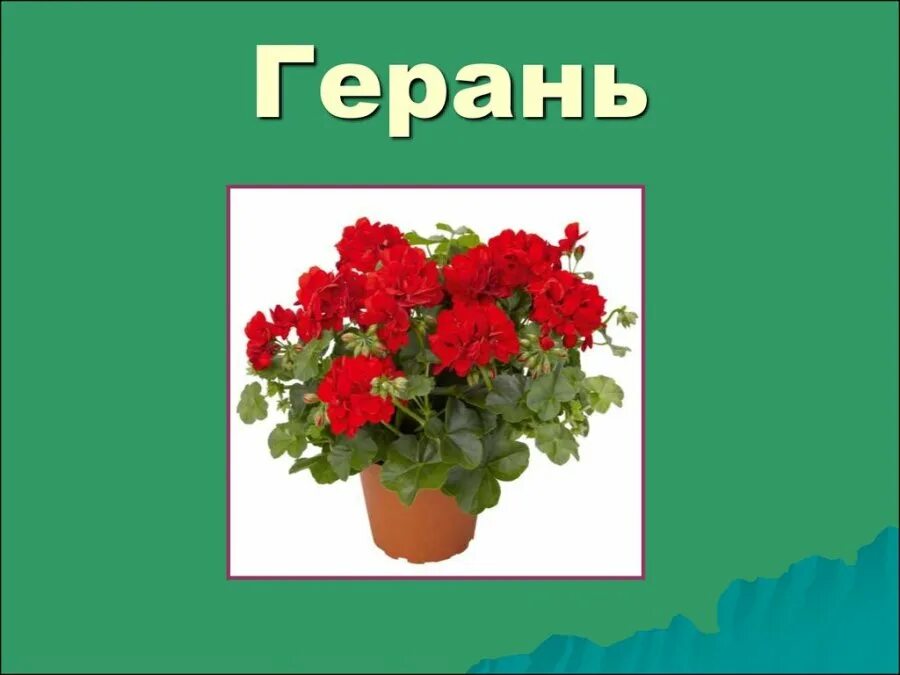 Герань комнатное растение. Герань в детском саду. Герань для дошкольников. Герань звуки и буквы