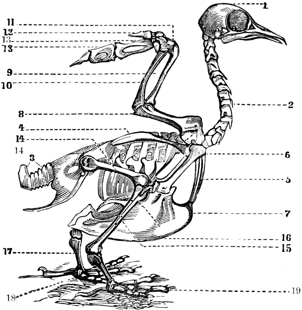 Внутреннее строение птиц скелет. Строение скелета курицы. Строение скелета утки. Скелет птицы анатомия. Скелет голубя.