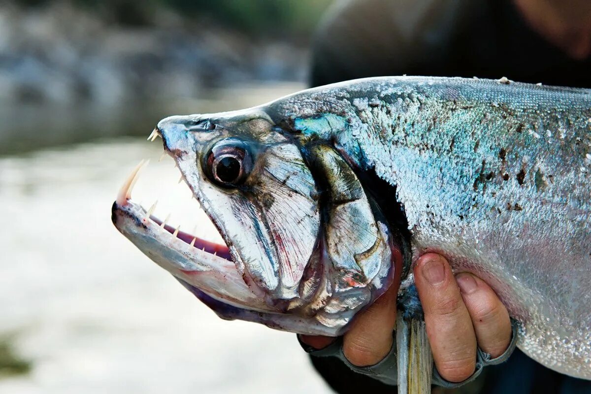 Скумбриевидный гидролик (payara). Скуемривидный гидролтк. Скумриевидный гедролик. Паяра рыба. Скумбриевидный гидролик (payara).