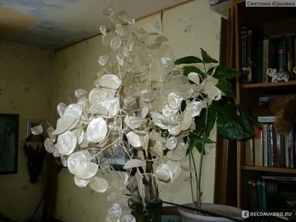 Цветок рубль