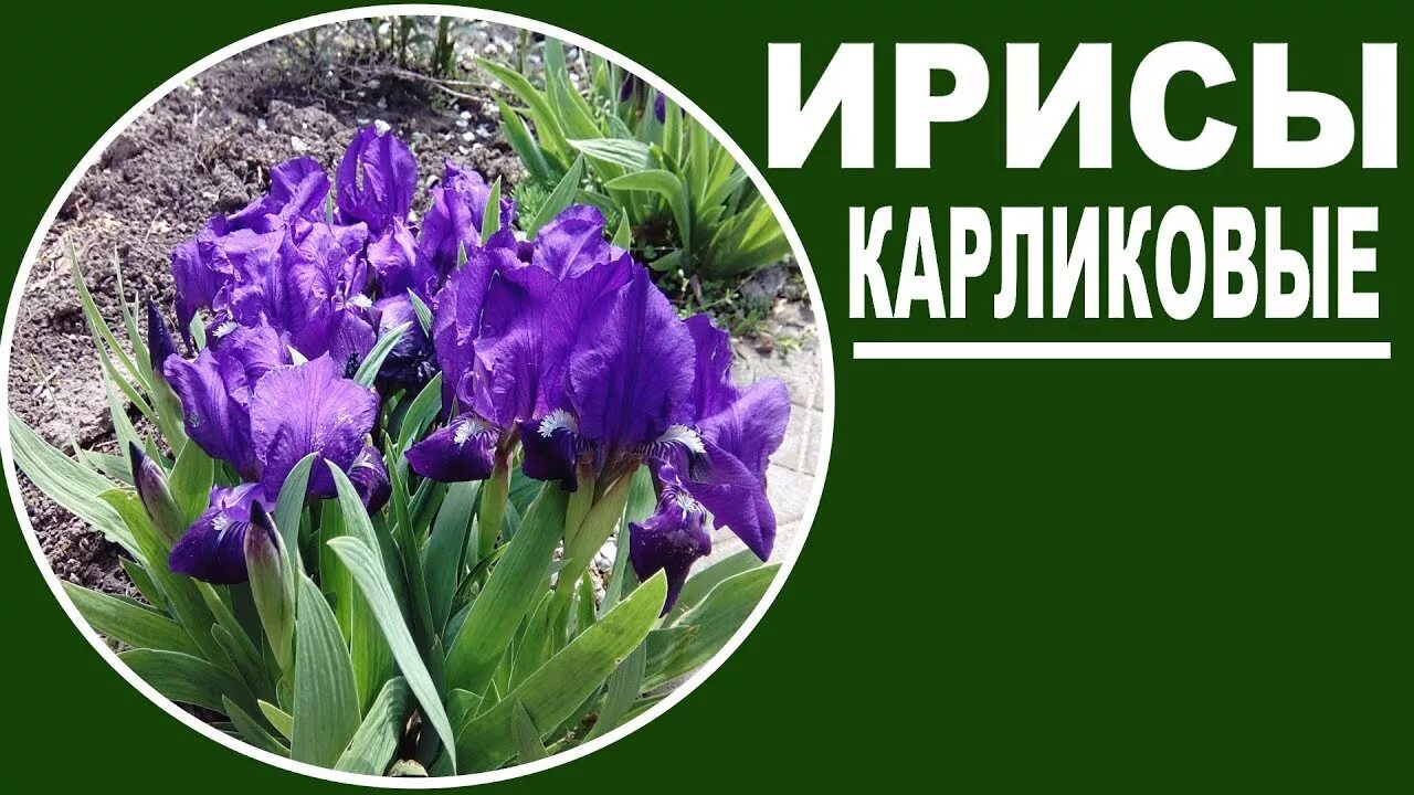 Чем подкормить ирисы. Ирисы на даче. карликовые ирисы посадка. ирис карликовый пинк кастион. посадка ириса карликового.