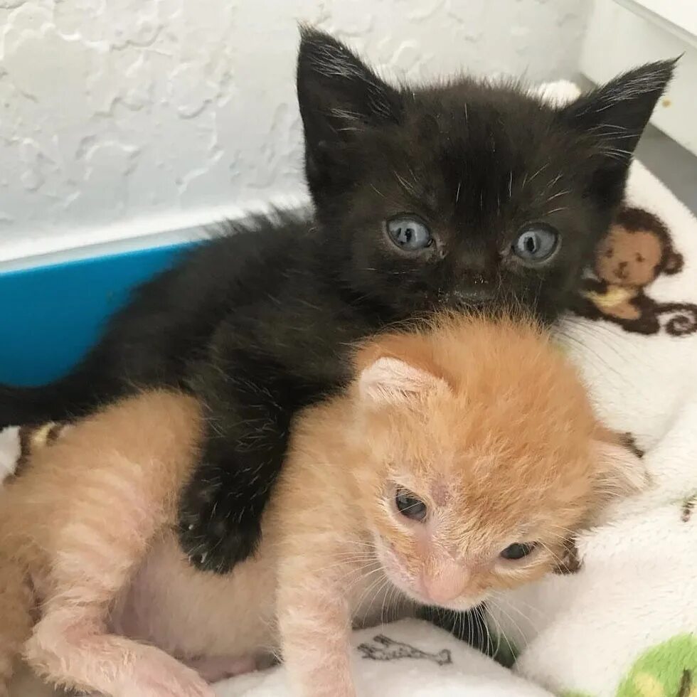 Включи какие то котики