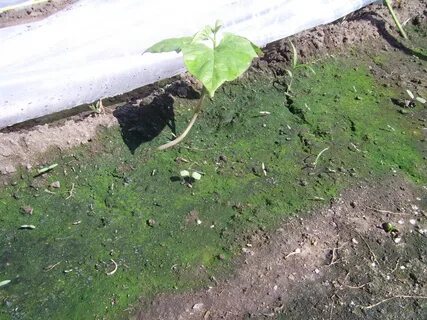 Поступит в землю и не
