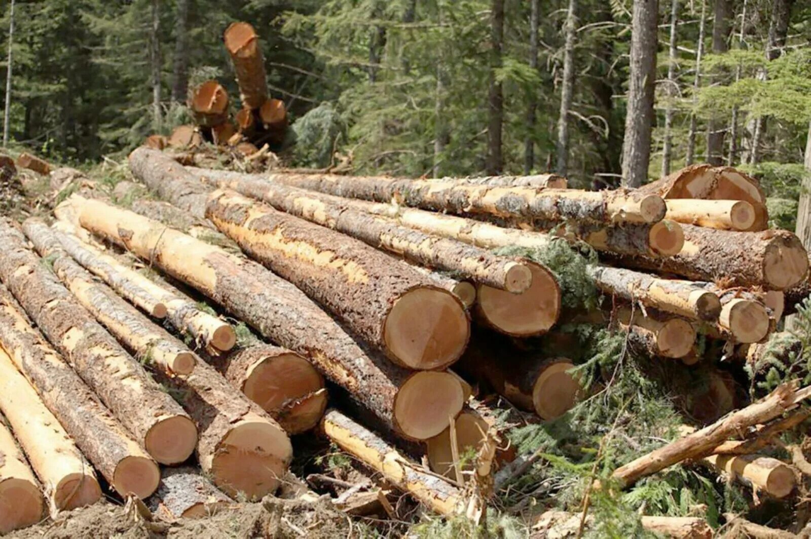 Где можно купить лес. Заготовка древесины. Древесина для собственных нужд. Заготовка леса. Заготовка лесоматериалов.