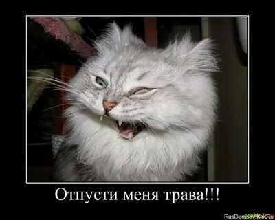 Отпусти кот