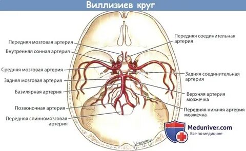 Кровообращение черепных