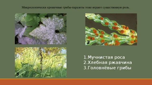 Выберите из списка грибы паразиты. Ржавчинный гриб паразит. мучнистая роса гриб паразит. хлебная ржавчина гриб паразит. головневые и ржавчинные грибы.