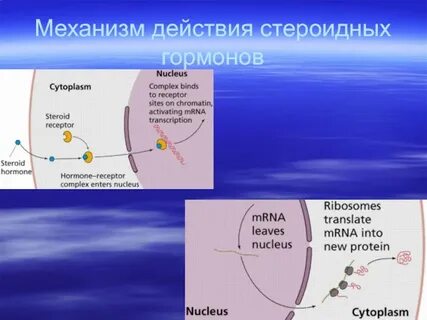 Механизм стероидных гормонов