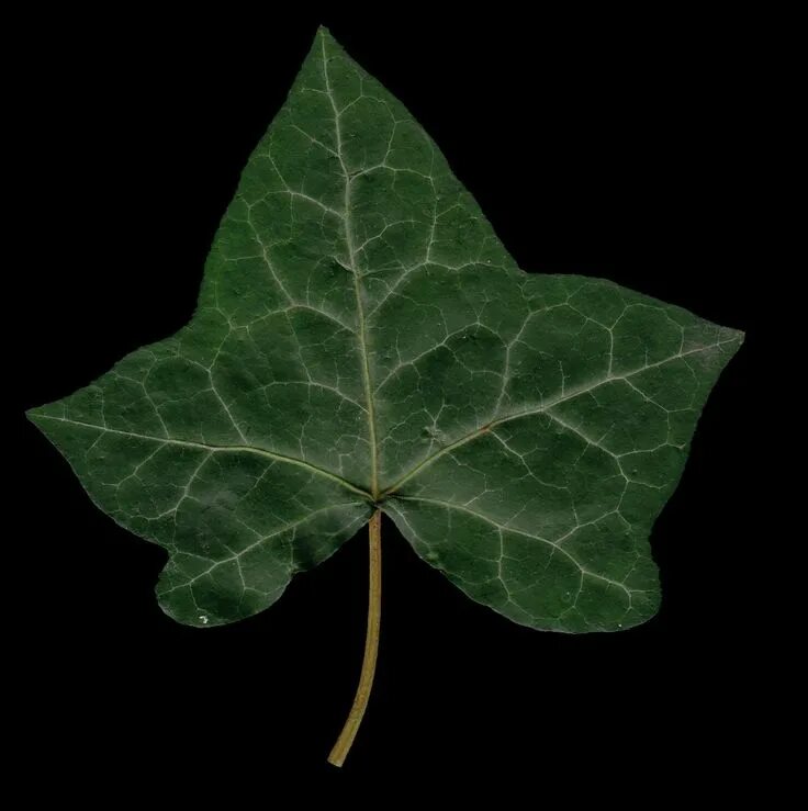 Лист 2023. Ivy Leaf. Плющ Хедера лист. Плюща листьев. Листок плюща.