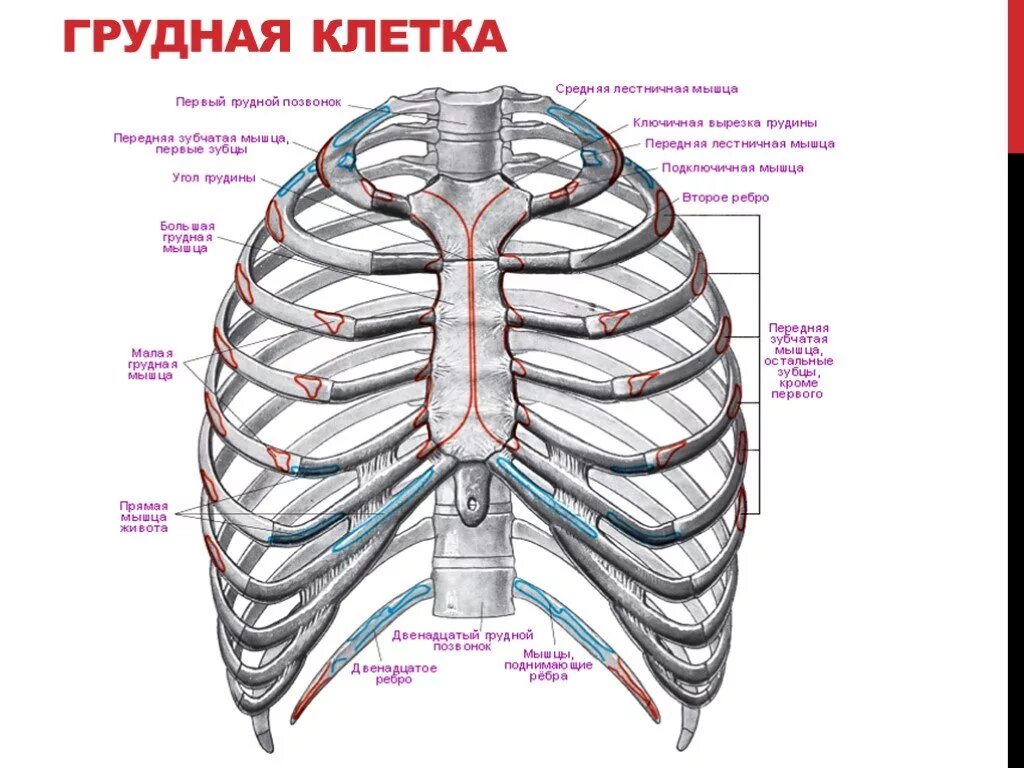 Передняя поверхность грудной клетки до 2 ребра. Реберная дуга анатомия человека. Ребра анатомия человека строение. Анатомия ребер грудной клетки.