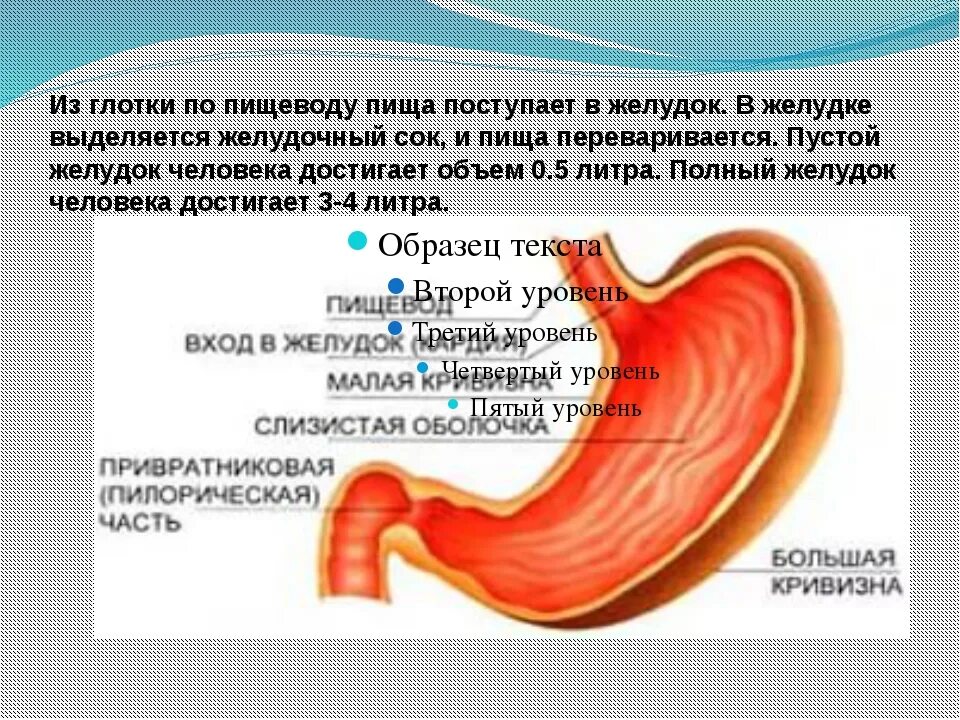 Еда стоит в пищеводе. Пища из пищевода поступает в. Пища из желудка поступает. Поступление пищи в пищевод. Пищевод пищеварительный сок.