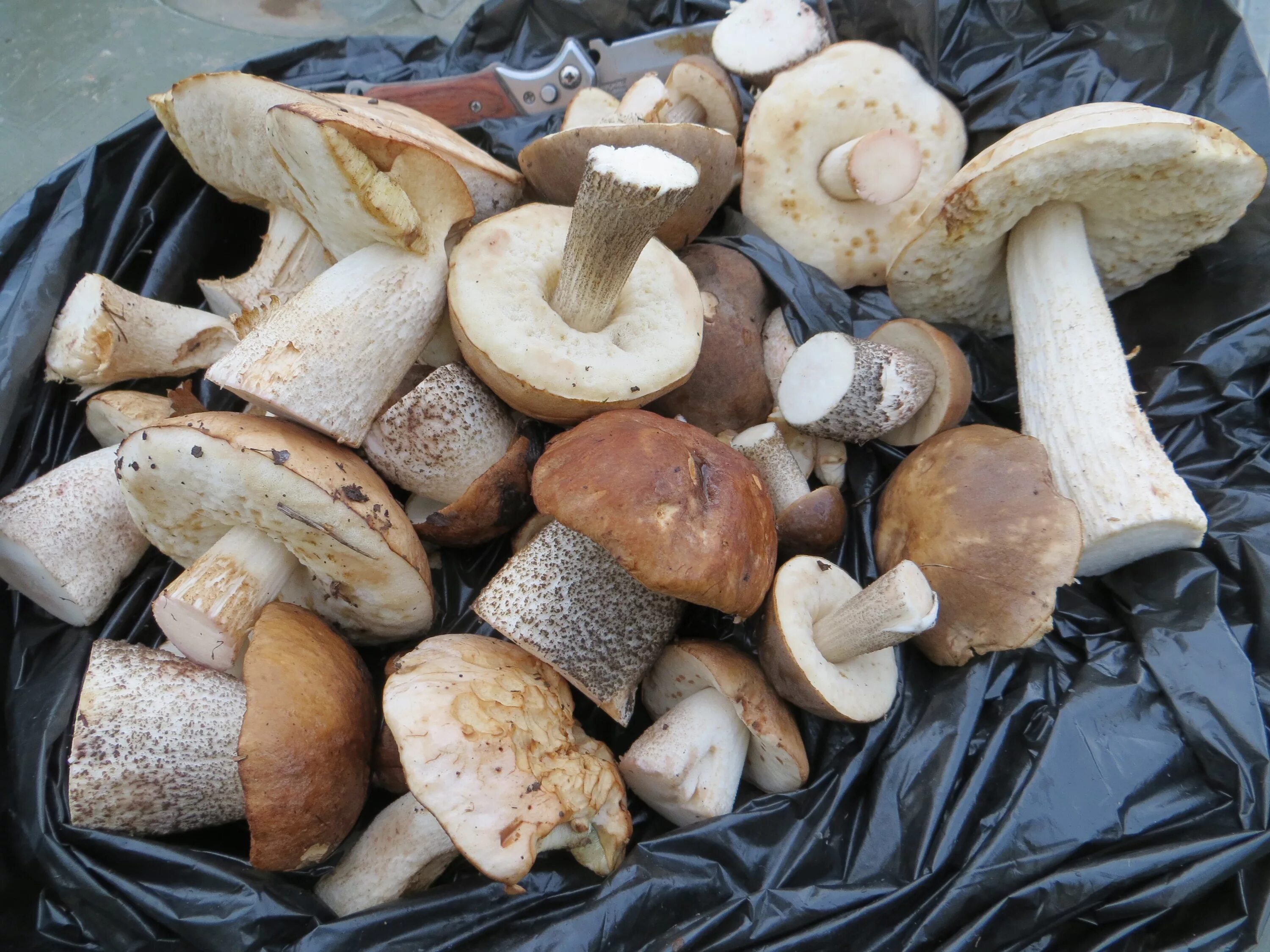 грибы обабки в корзине. грибы в пакете. ведро грибов подберезовики. подберезовики в лукошке. собрали подберезовики грибы.