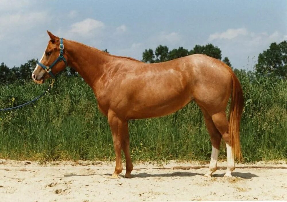Американский квотерхорс. Кватерхорс порода лошадей. Американский Кватерхорс рыжий. Американская чистокровная лошадь. Телосложение лошади 5 букв