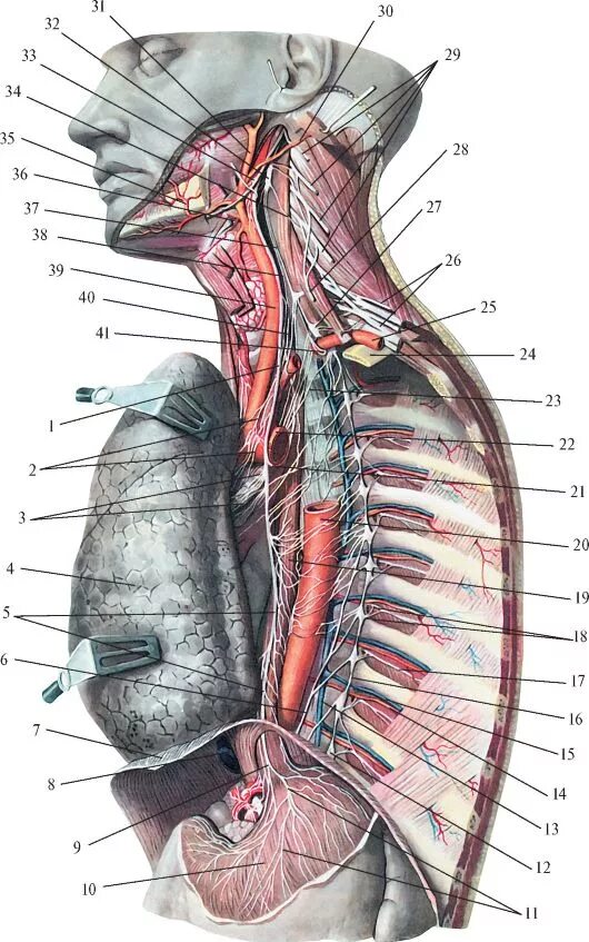 Левый блуждающий нерв. Блуждающий нерв nervus Vagus. Nervus Vagus топография. Блуждающий нерв анатомия грудной отдел. Диафрагмальный нерв анатомия.