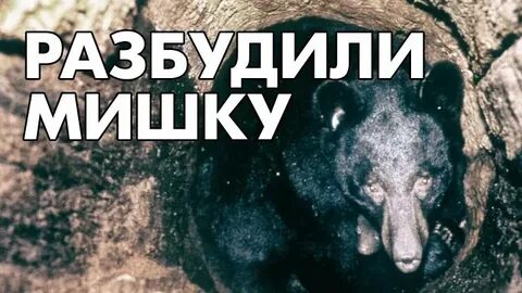 Разбудили медведя