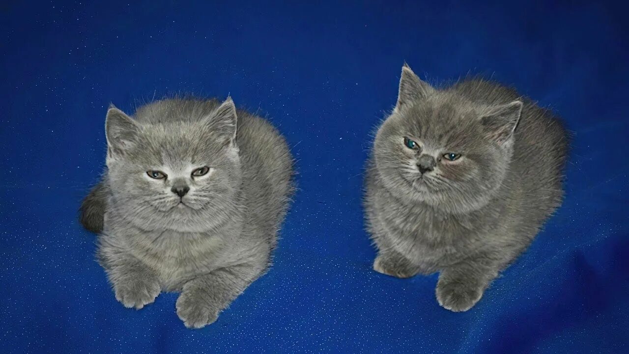 Just the two of us enhypen. Me and michael cat. мемы с котиками. just the two of us коты. два котенка на синем фоне.