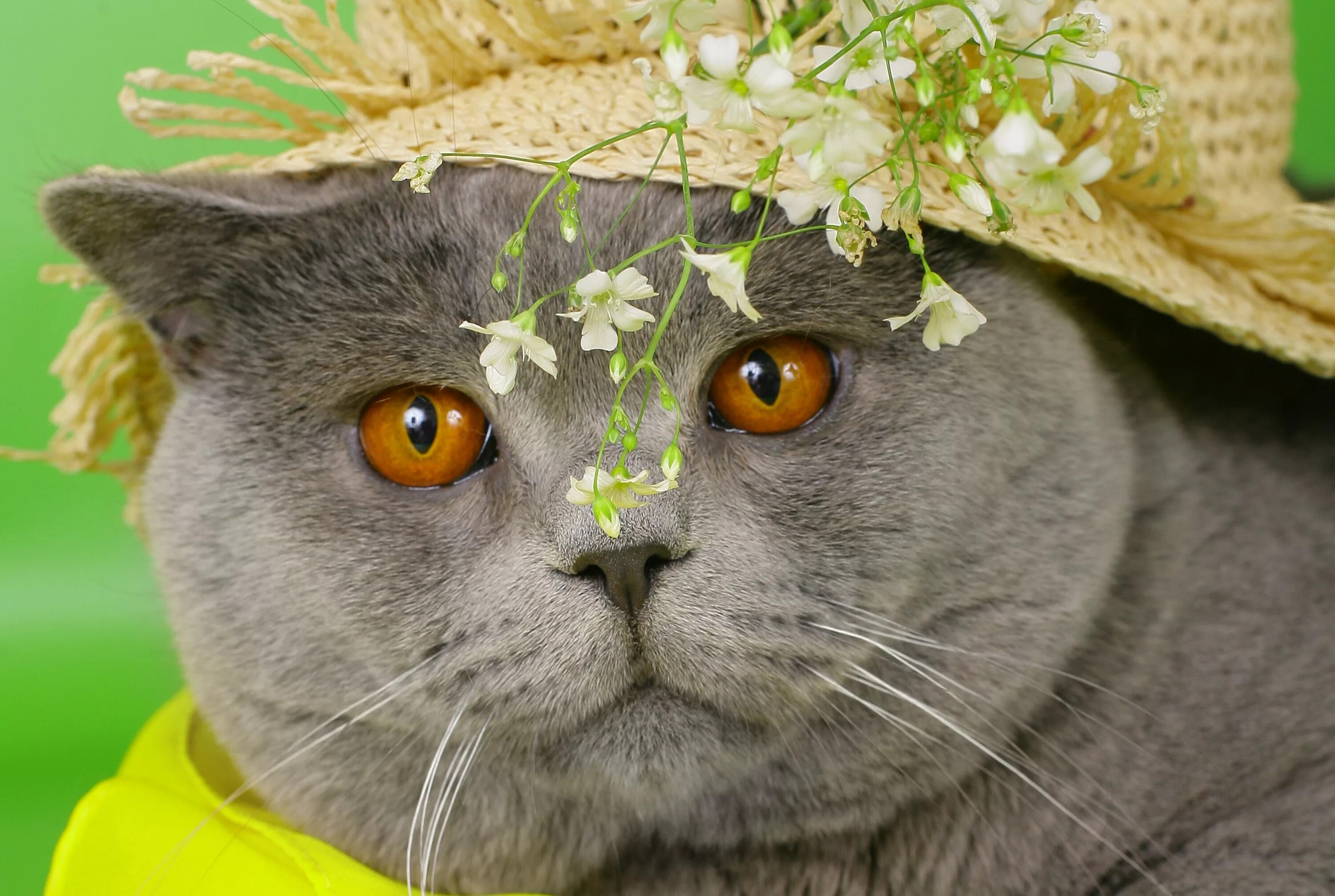 Кошачий кот. Коты. qaty. картинки кошек. красивые британские коты.