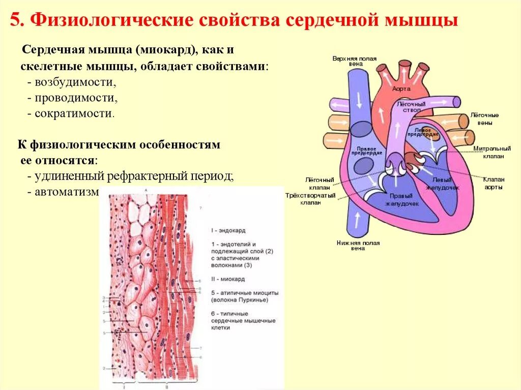 Сердечная строение и функции. Физиология сердца свойства сердечной мышцы. Физиологические свойства и особенности строения сердечной мышцы. Строение сердечной мышцы анатомия. Особенности строения сердечной мышечной.