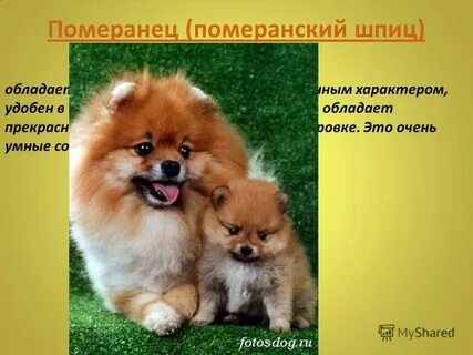 Минусы собаки шпица