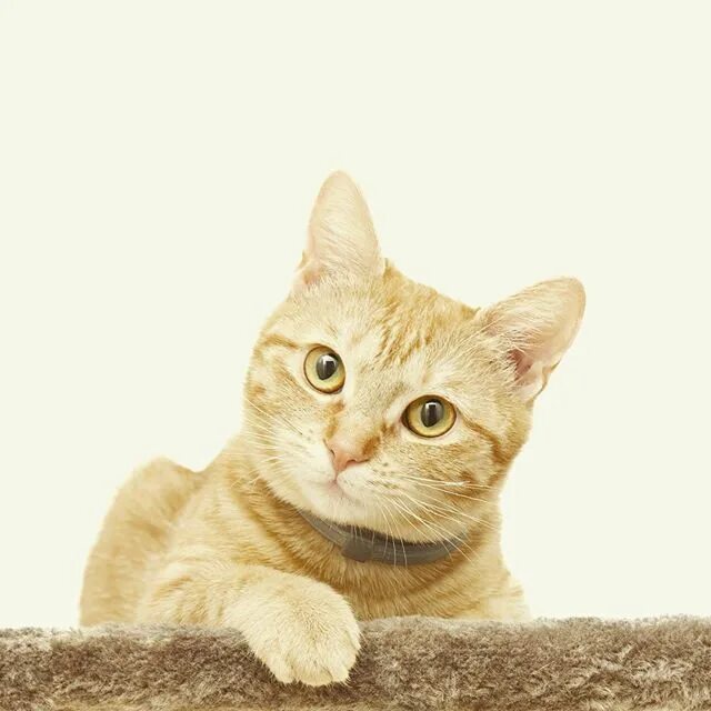 Un gato. Un gato