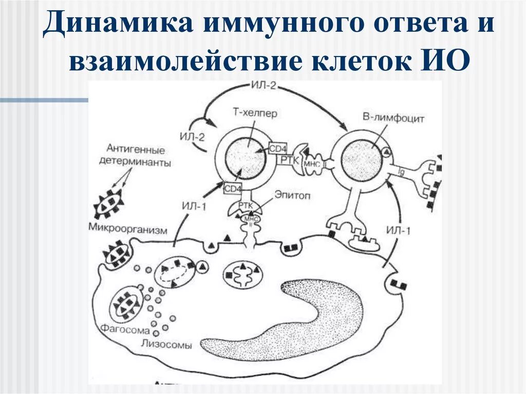 Динамика иммунного ответа. Динамика иммунноготответа. Схема взаимодействий иммунных клеток. Взаимодействие клеток при клеточном иммунном ответе. Взаимодействие иммунных клеток