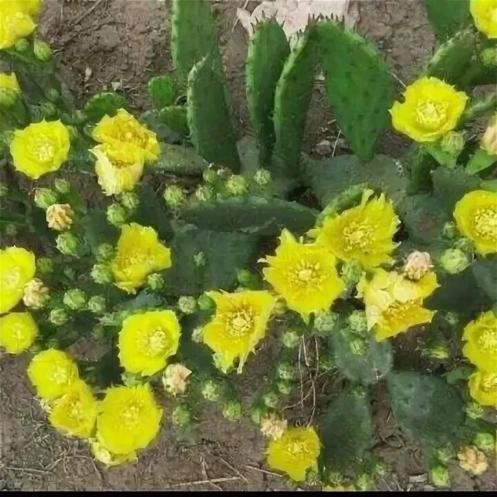 Опунция госселина opuntia gosseliniana. Кактус уличный морозостойкий. Опунция каманчская. Кактус уличный морозостойкий. Кактус садовый опунция.