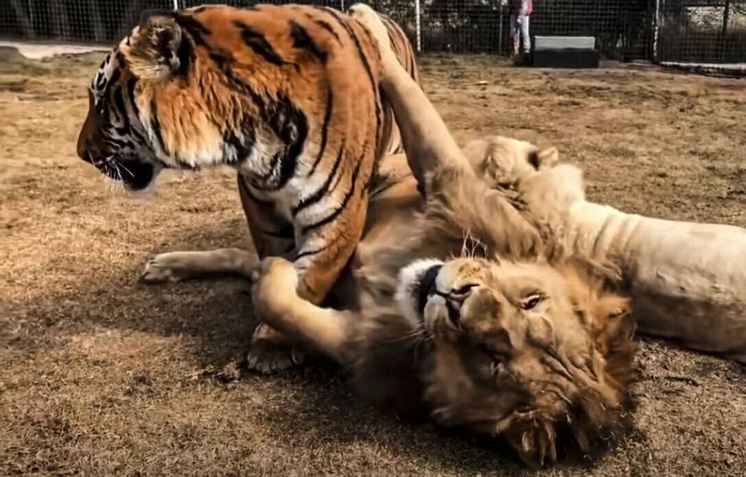 Видео тигров видео видео тигров против. Лев против тигра. Амурский тигр против Льва. Тигр vs Лев.