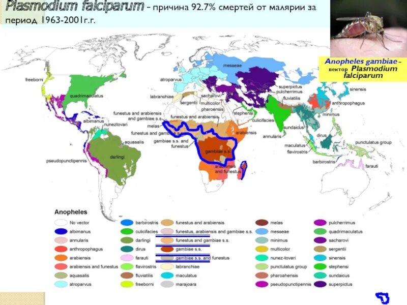 Распространение малярии. Plasmodium malariae распространение. Plasmodium falciparum распространение. Распространенность малярии. Карта распространения малярии.