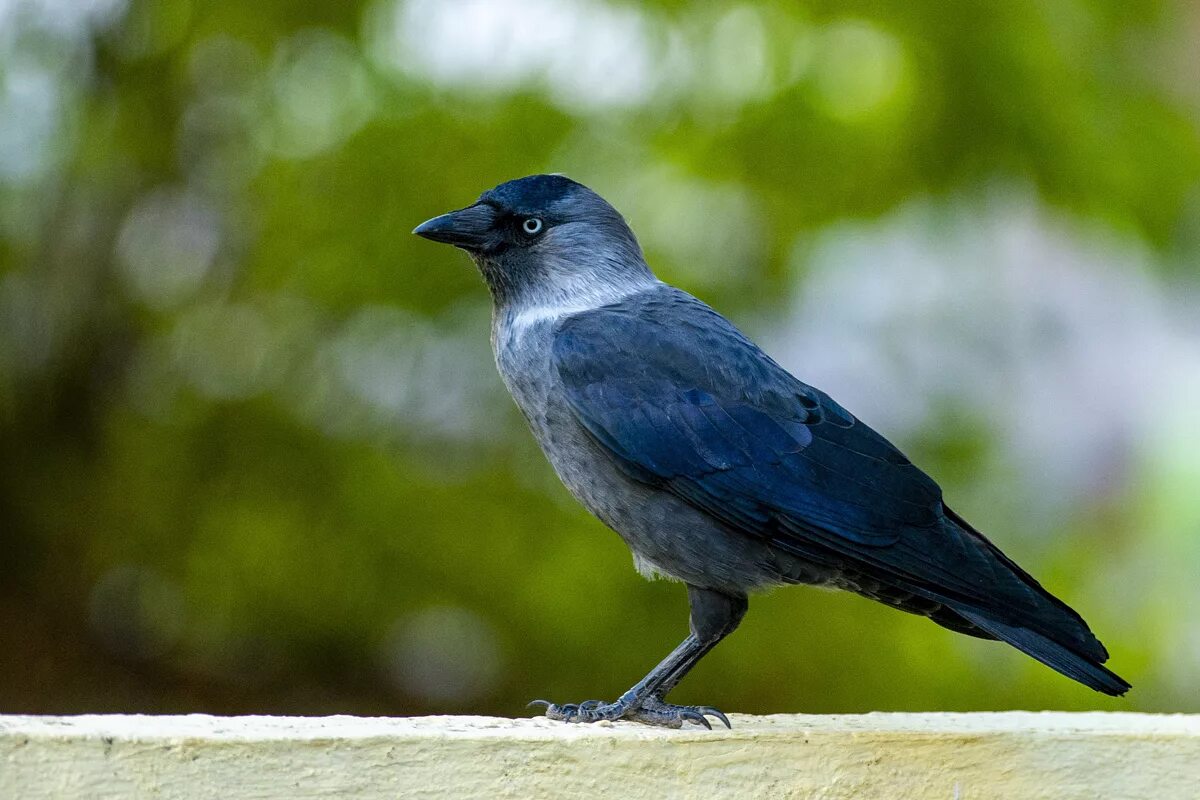 Галка птица. Галка. Галка обыкновенная. Европейская галка. Слеток галки.