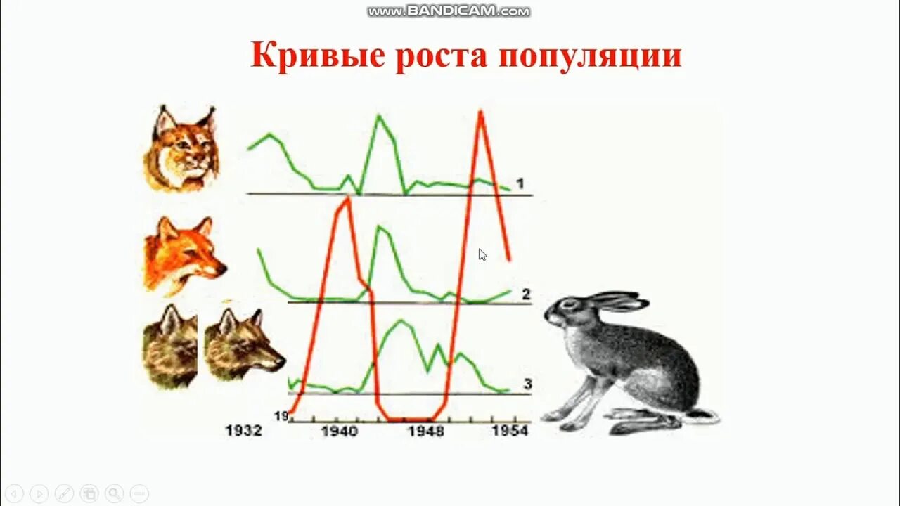 Взаимодействие популяций рыси и зайца. Символы г к в кривых роста популяций. рост популяции на английском.