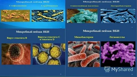 Потенциальные возбудители инфекций