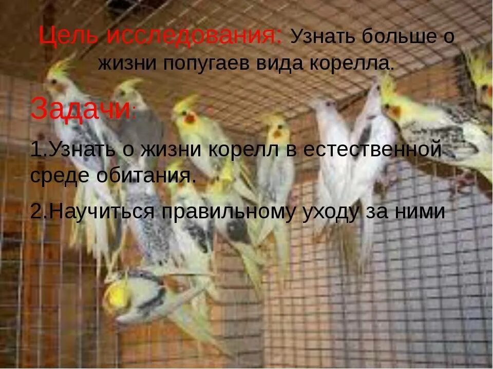 Попугай корелла как отличить мальчика от девочки. Определить пол кореллы. корелла попугай среда обитания. как определить пол попугая корелла. как узнать пол попугая корелла.