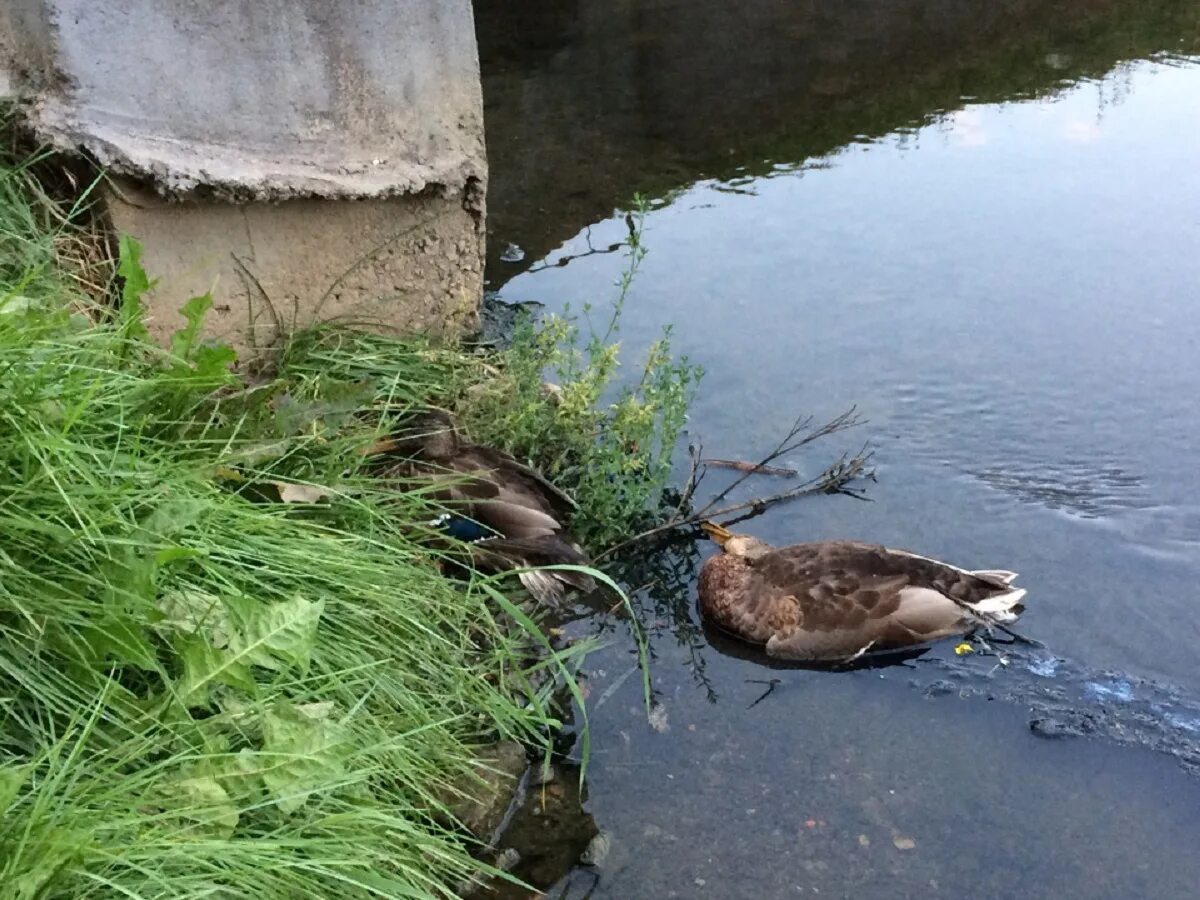 Мертвые водоемы. Мертвые утки в водоёмах.