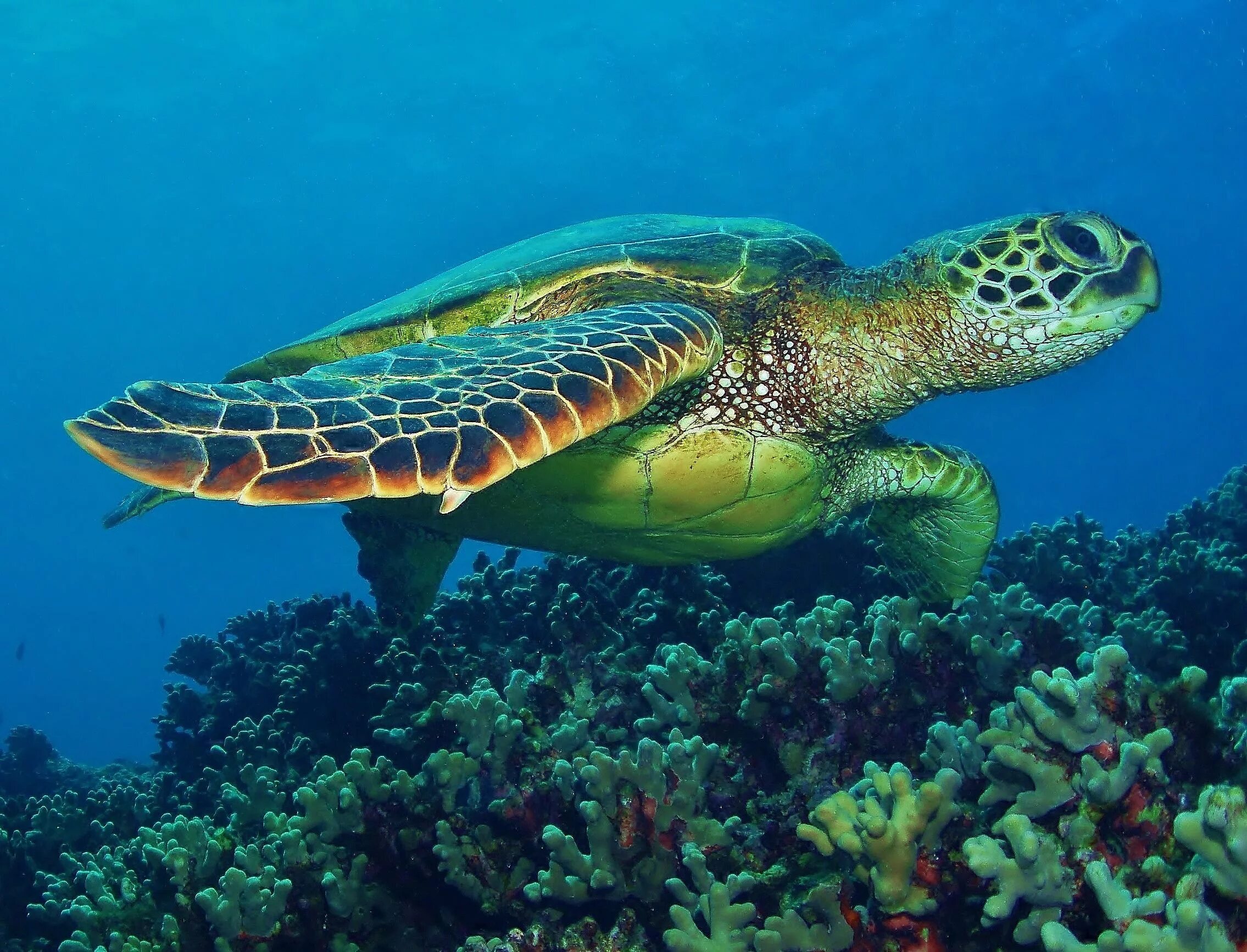 Зеленая суповая черепаха. Морская суповая черепаха. Зелёная черепаха Chelonia mydas. Нектон черепахи.