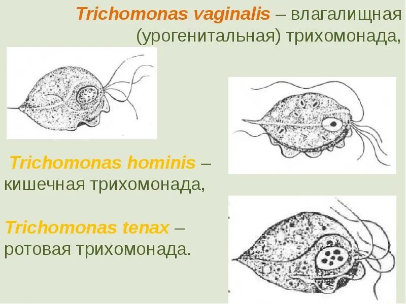 Трихомонада строение. Урогенитальная трихомонада. урогенитальная трихомонада строение. влагалищная трихомонада.