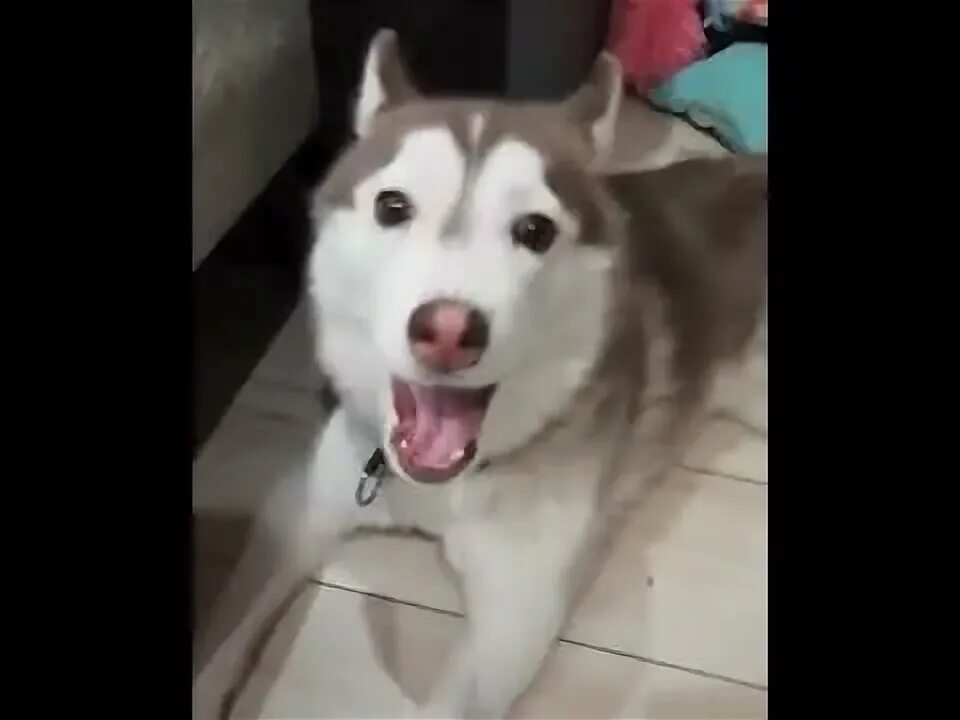 Хаски серьезный. Хаски эмоции. Позитив фото. Сибирский хаски бандит. Щенок с закрытыми глазами.