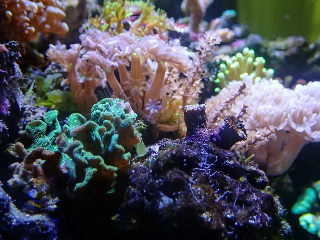 Reefcentral. Рифцентрал морской. Клуб любителей морского аквариума. Рифцентрал барахолка. Рифцентрал морской форум.