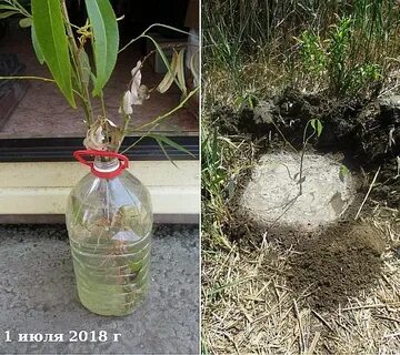 Укоренение ивы черенками