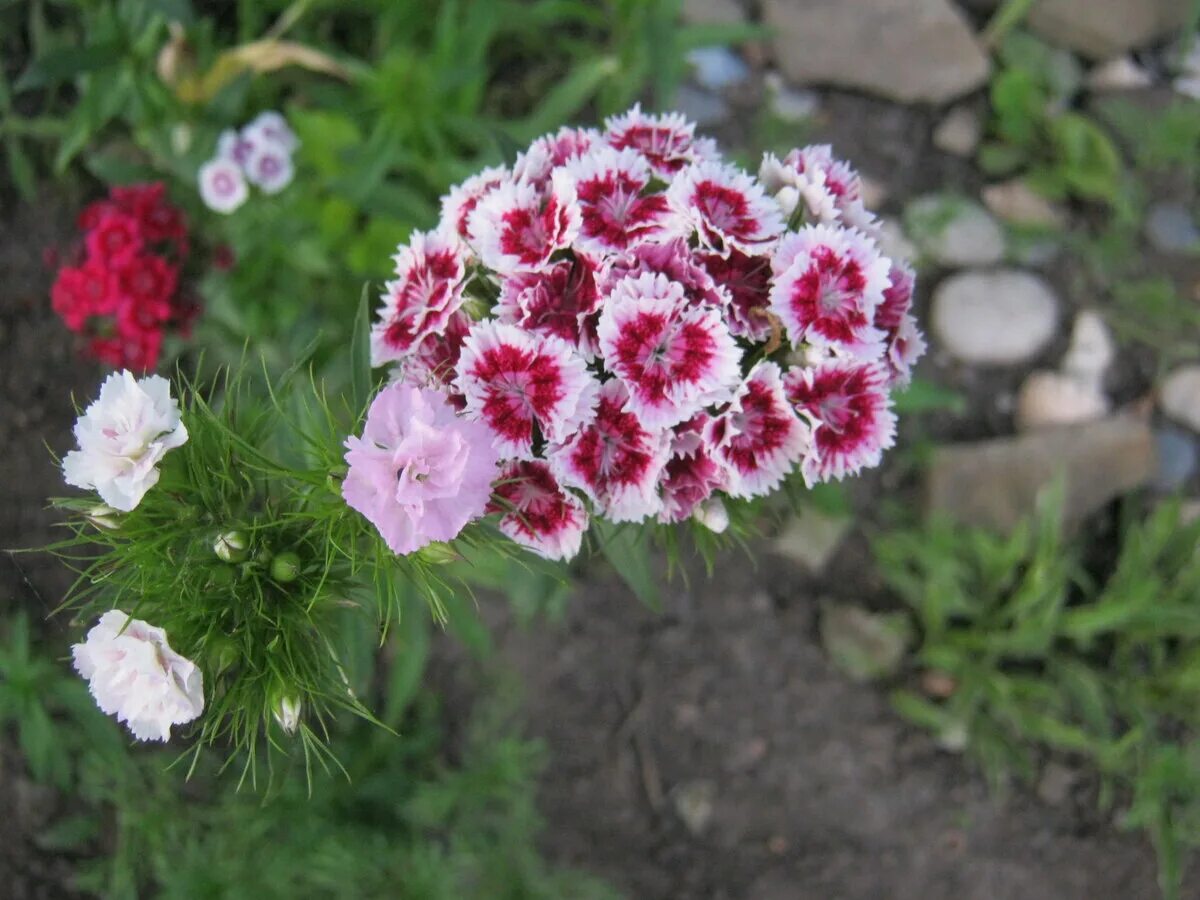 Гвоздика бородатая выращивание. Гвоздика бородатая - Dianthus barbatus. Гвоздика турецкая Монпансье. Гвоздика турецкая Диабунда. Гвоздика Барбатус махровая.