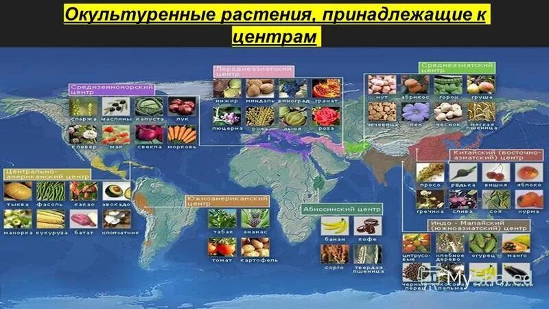 Вавилов центры происхождения культурных растений таблица. Н И Вавилов центры происхождения культурных растений. Центры происхождения культурных растений таблица по биологии 11 класс. Центры происхождения культурных растений ЕГЭ биология. Центр происхождения культурных растений таблица по биологии