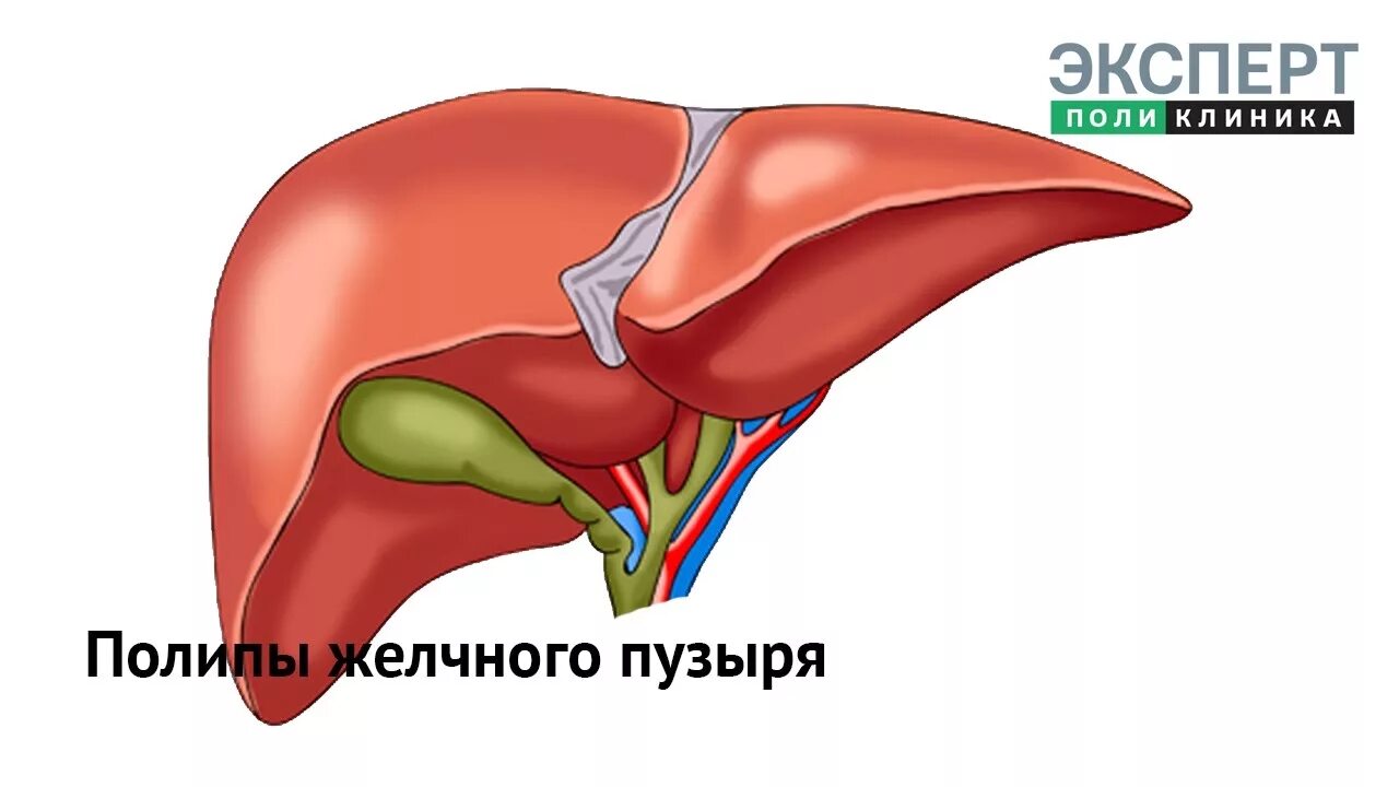 Центр желчного пузыря