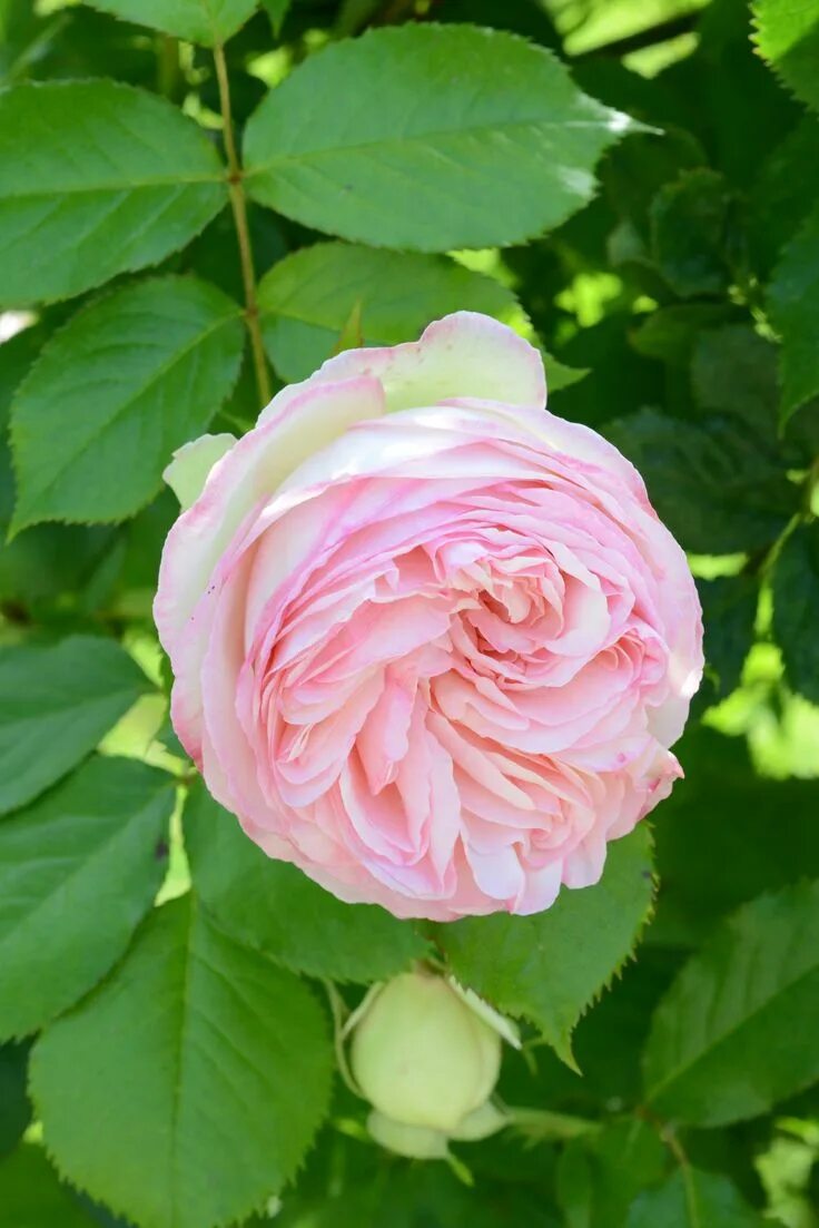 Французские розы видео. Rosa gallica. Rosa gallica l. Французские розы видео. Французские розы видео.