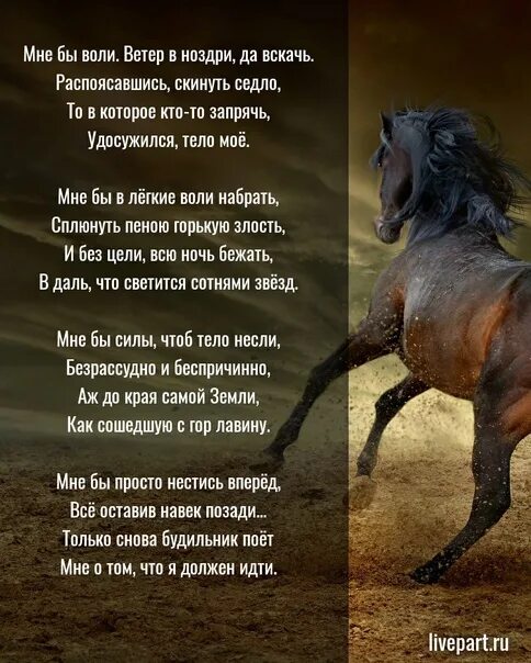 Stilgar. Обложка ветер в голове. Stilgar группа. Ветер воли песня. Адиюх песня.