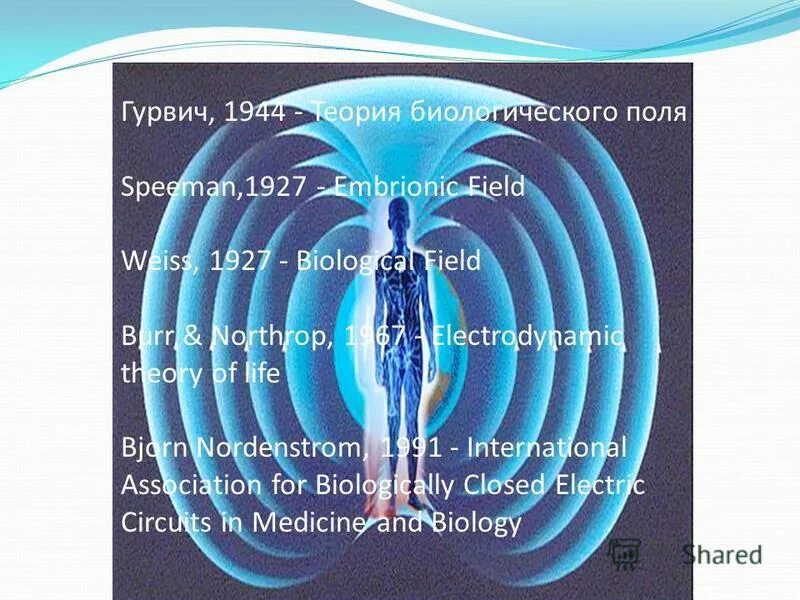 митогенетические лучи гурвича. теория биологического поля. теория биологического поля. принцип поля жизни. а г гурвич теория биологического поля.