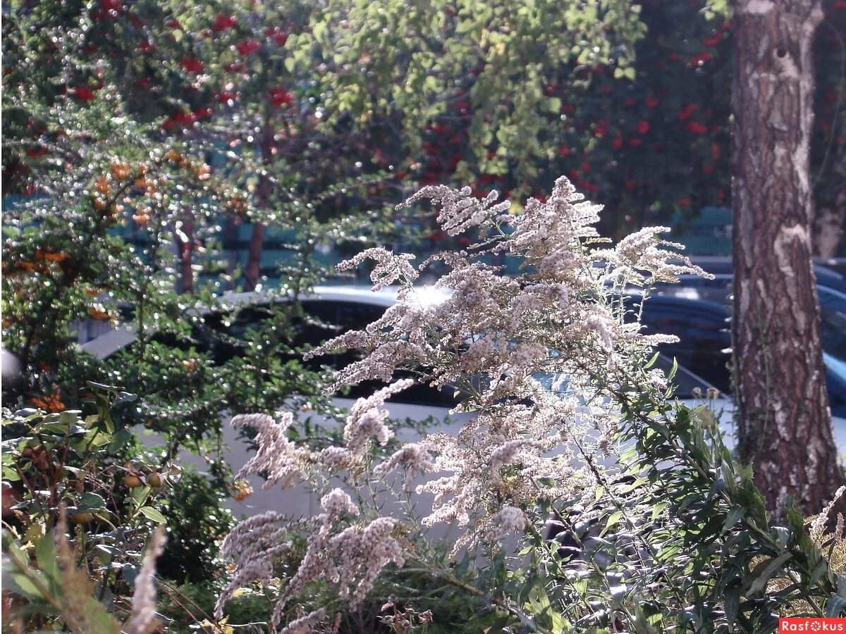 небывалая осень построила купол высокий