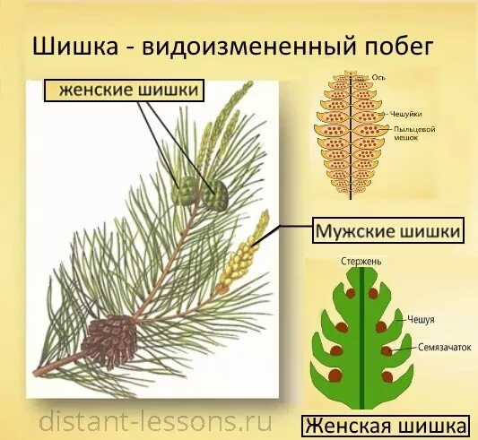 Какую форму имеет строение шишки сосны. Какую форму имеет строение шишки сосны
